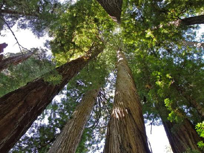 Top National Park Redwoods